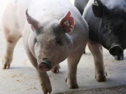 ‘Pigs were eating her body’: Women shot dead and thrown into pigsty while collecting expired food at Limpopo farm Bodies of two murdered women were allegedly thrown into a pigsty and the pigs started to eat one of the deceased woman’s body at Onvervaght farm in Limpopo. File Picture