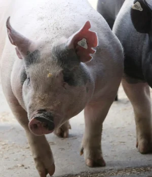 Bodies of two murdered women were allegedly thrown into a pigsty and the pigs started to eat one of the deceased woman’s body at Onvervaght farm in Limpopo. File Picture