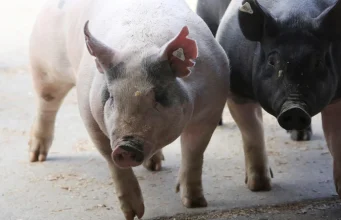 ‘Pigs were eating her body’: Women shot dead and thrown into pigsty while collecting expired food at Limpopo farm Bodies of two murdered women were allegedly thrown into a pigsty and the pigs started to eat one of the deceased woman’s body at Onvervaght farm in Limpopo. File Picture