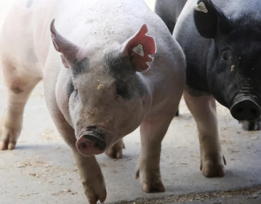 ‘Pigs were eating her body’: Women shot dead and thrown into pigsty while collecting expired food at Limpopo farm Bodies of two murdered women were allegedly thrown into a pigsty and the pigs started to eat one of the deceased woman’s body at Onvervaght farm in Limpopo. File Picture